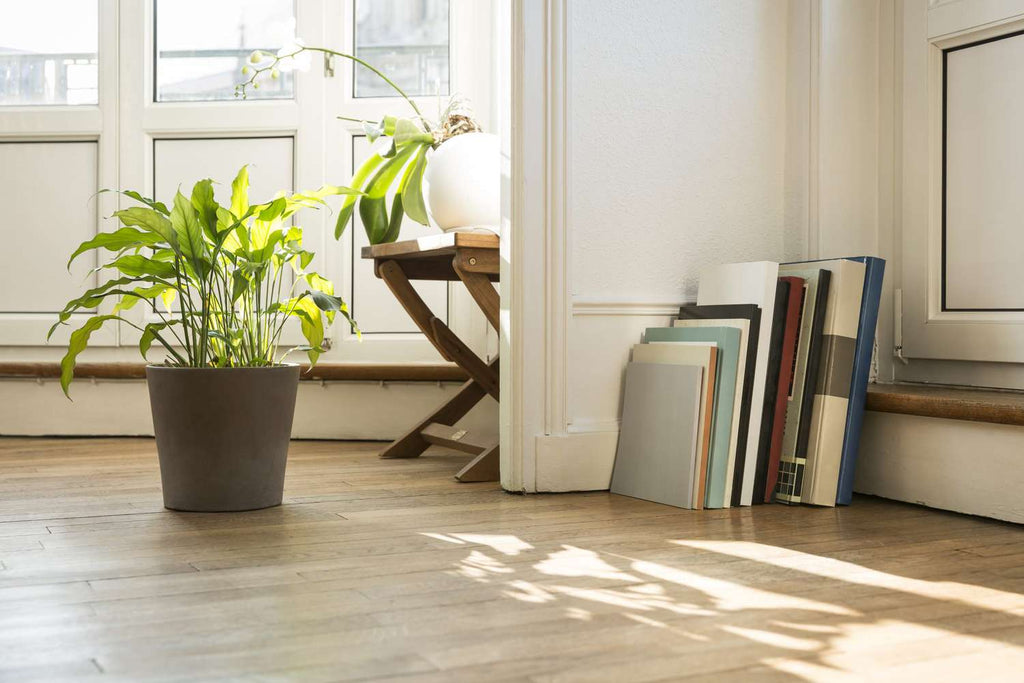 Plants and Flooring Care Tips