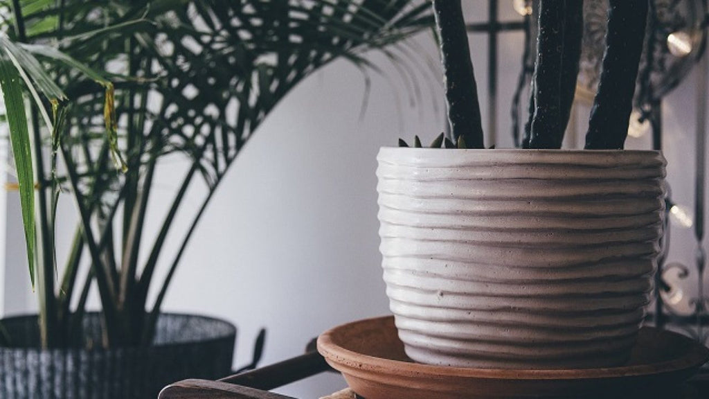 Indoor plants with saucer to protect floor