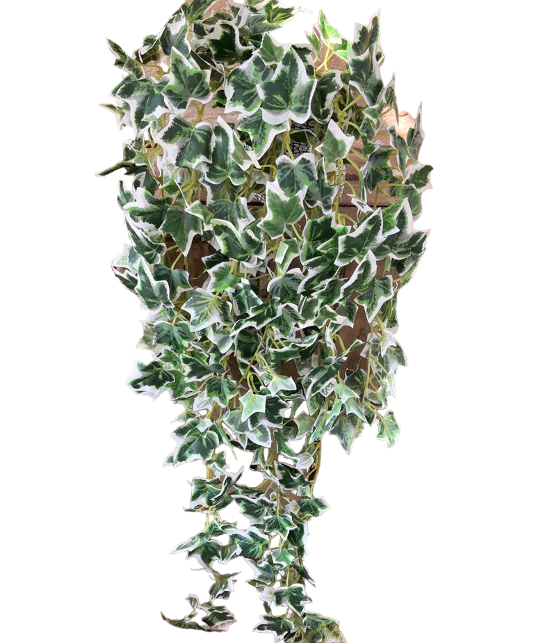 Artificial Trailing Ivy - Variegated, 70cm - realartificial