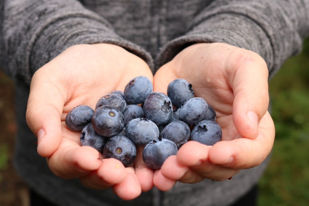 Finnish blueberry superfood | Ruohonjuuri.com