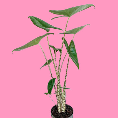 Calathea Oppenheimiana 70 cm - Attitude Jardin