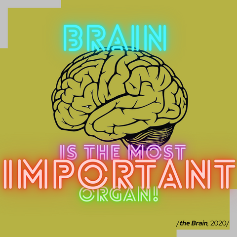 brain is the most important organ - galvenais.com