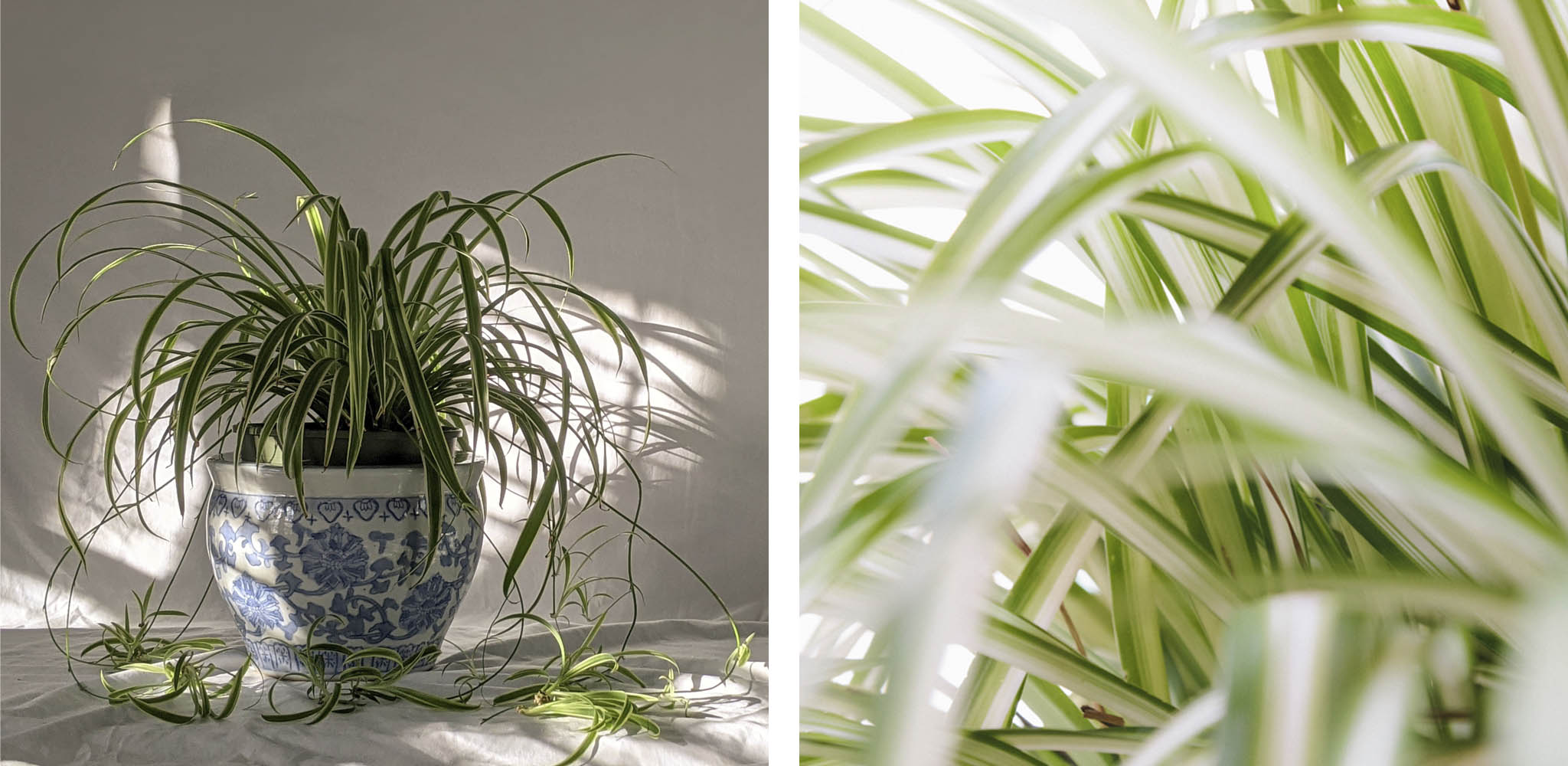 Spider plant