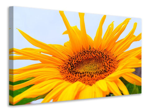 Wandbild Sonnenblume