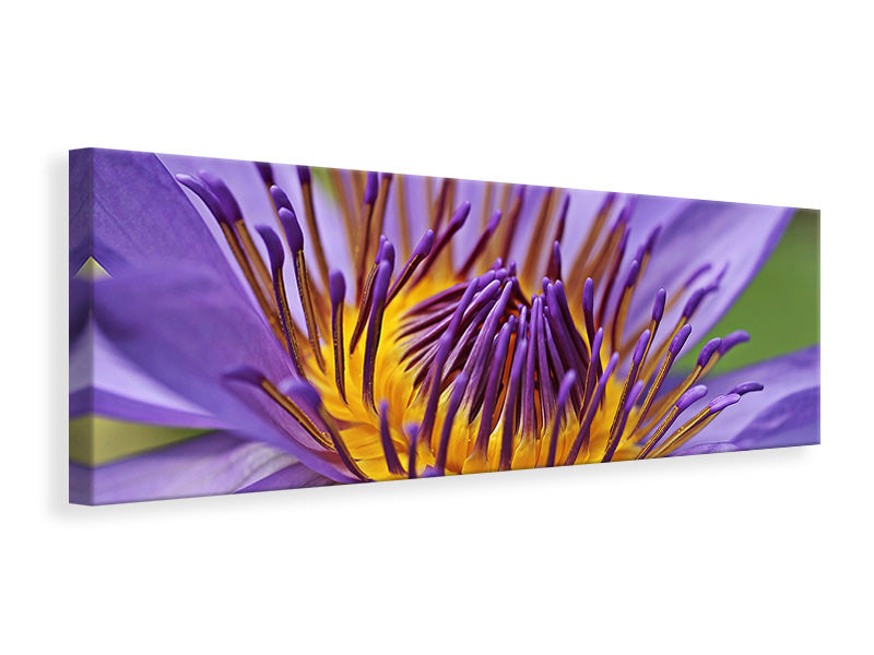 Leinwandbild Panorama XXL Seerose in lila