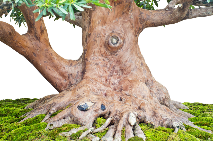 Cómo engrosar rápidamente el tronco de tus bonsáis – BONSAIS LA SELVA