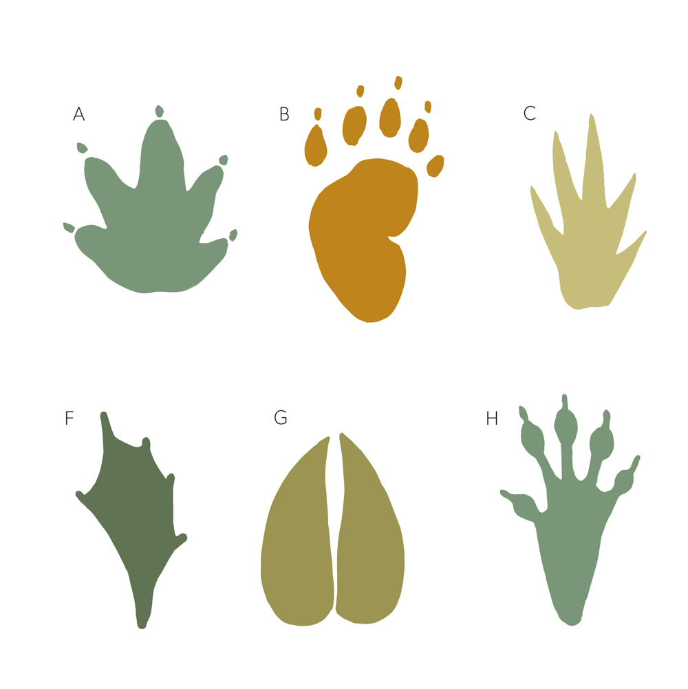 Animal Tracks Clipart, Footprints Graphic by Paulaparaula · Creative Fabrica