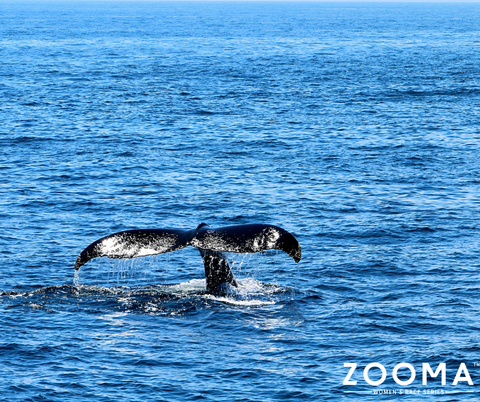 Cape Cod whale watching 