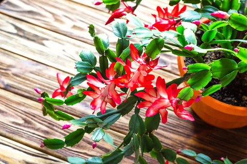 Christmas Cactus on wooden table in sunlit space