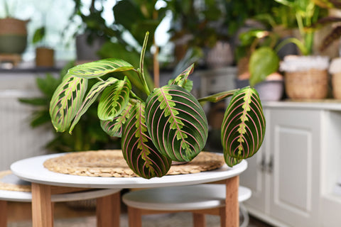 Lush Prayer Plant on a table with other plants in the background