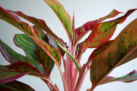 Closeup on red and pink leaves and stems of Aglaonema Red Siam