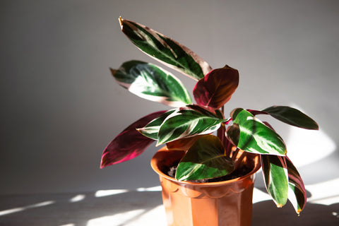 Stromanthe Triostar in dappled sunlight