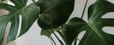 Close-up of monstera