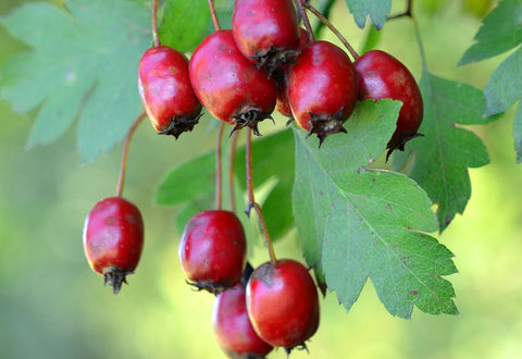 hawthorn berry