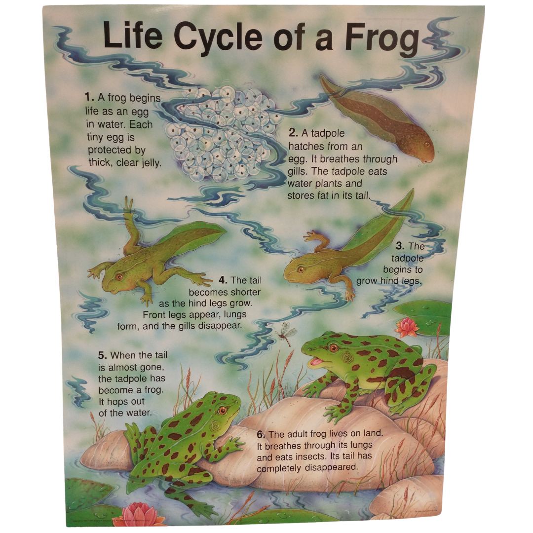 Life Cycle of a Frog Poster