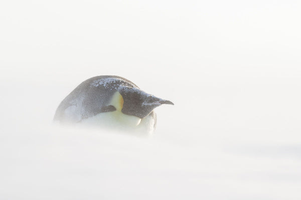 An emperor penguin riding out a snowstorm