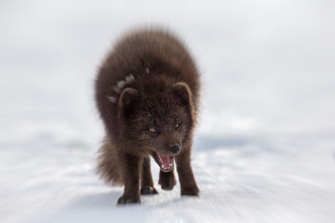 Capturing the Decisive moment: An arctic fox is howling