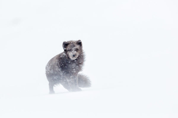 The wind blows the coat of an arctic fox