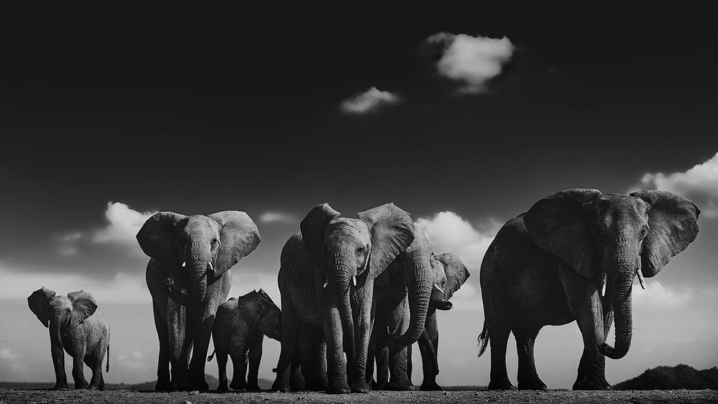 Elephant Family by Randall Ball