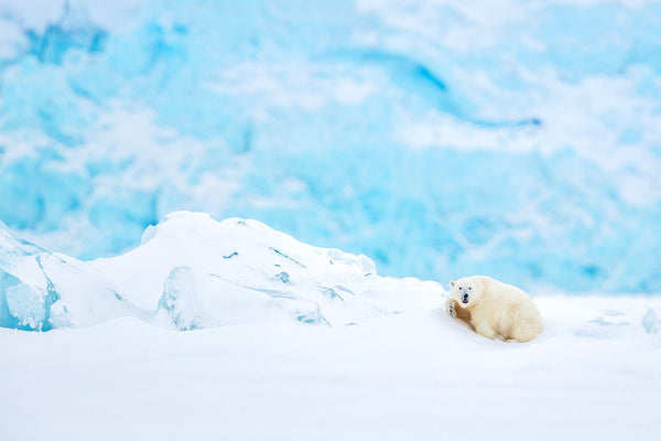 A polar bear in front of an iceberg in Svalbard by Joshua Holko