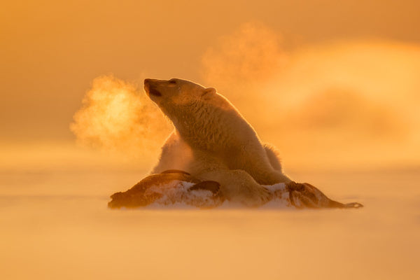 Capturing the decisive moment: A polar bear looks to the side with its breath hanging in the air