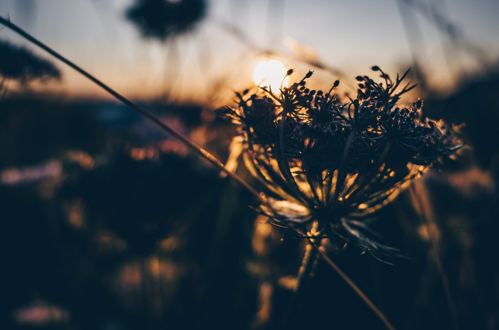 Nature Photography Tip: Backlit Flower