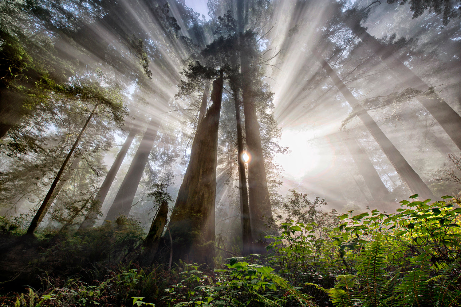 Sunlight hitting Redwoods