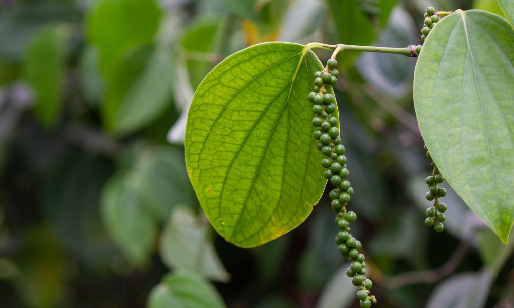 Where do black peppercorns come from?