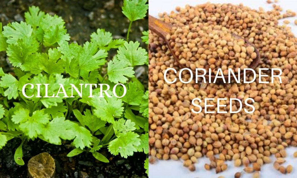 the difference between cilantro and coriander seeds