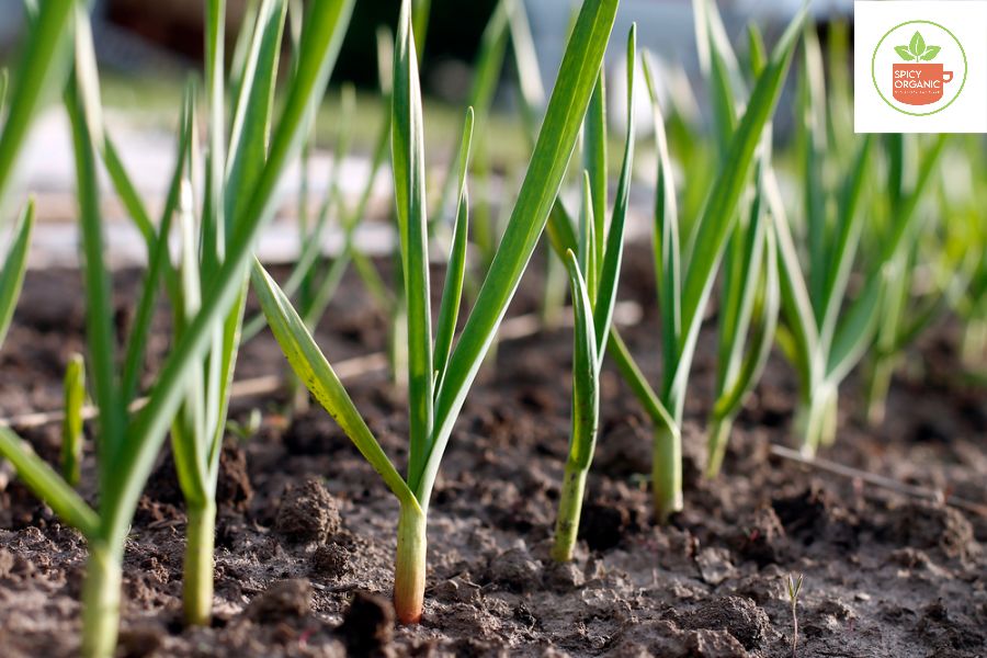 Which Soil do you need for Growing Organic Garlic Spicy Organic