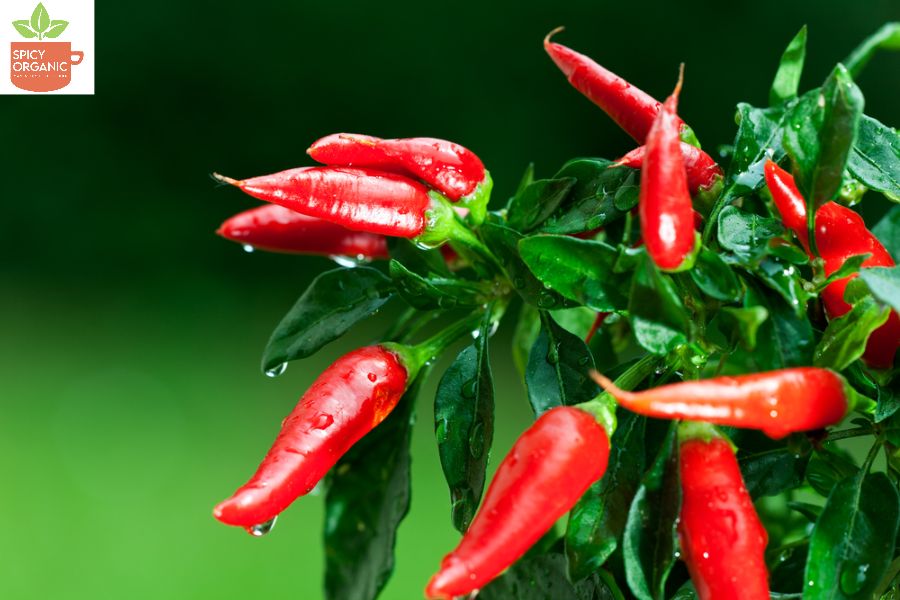 Wie unterschiedlich sind die Geschmäcker von Red Paprika und Red Chilli Powder?