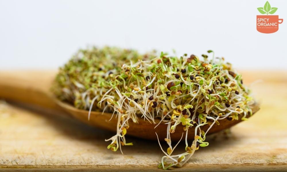 Broccali sprouts