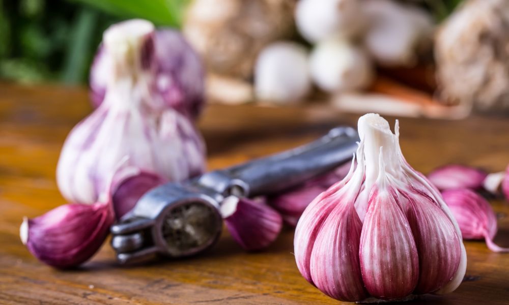 type of garlic