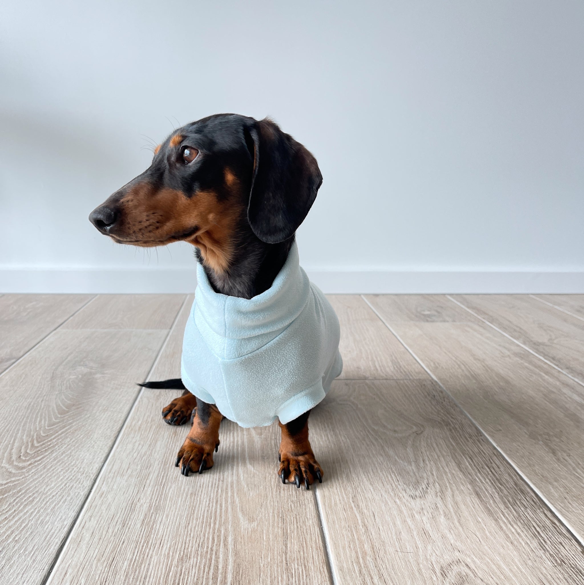 dachshund turtleneck