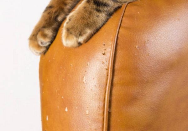 How To Save Leather From Cat Scratches l Florida Leather Gallery