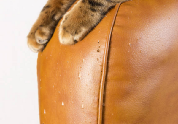 How to repair cat scratches! 