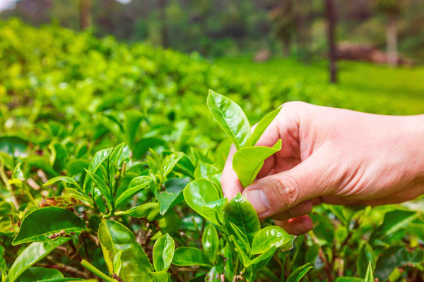 Cultivo de té verde 