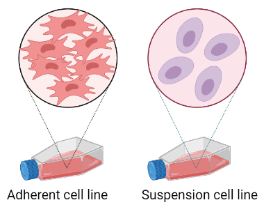 Adherent and suspension cell line comparisson