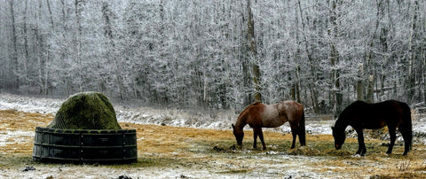 Cold Weather and Slow Feeding