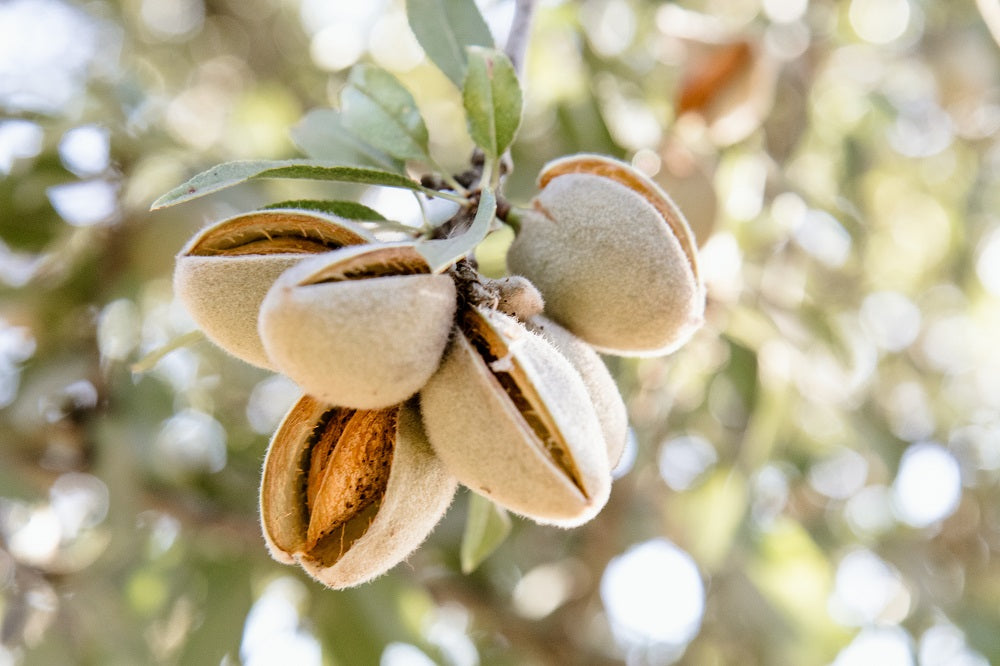 almonds on an almond tree