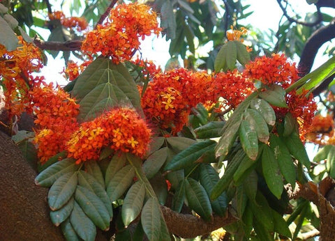 ashoka tree indian symbol of love