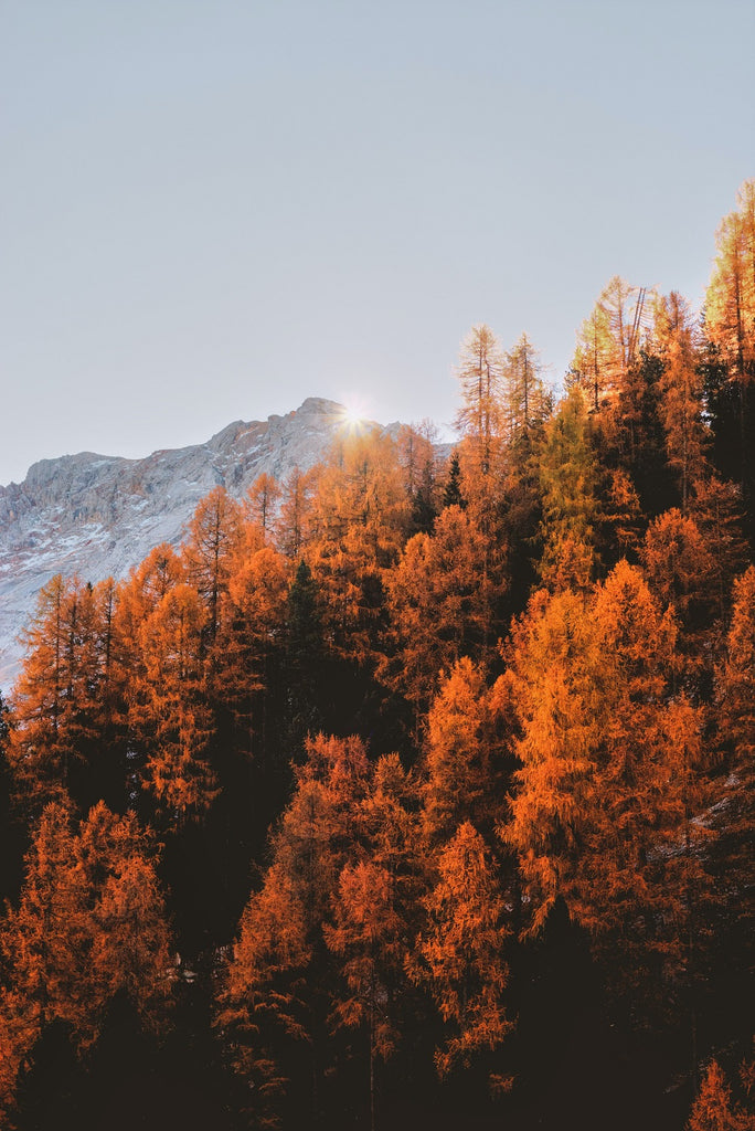 forêt arbres avec feuilles oranges