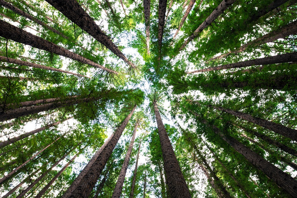 forest of trees