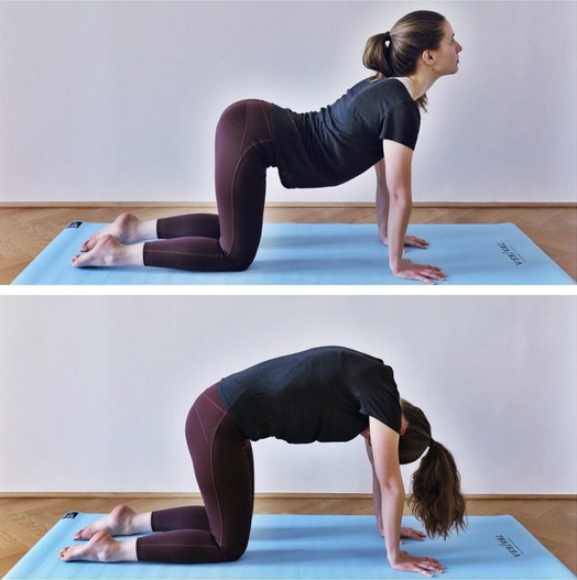 la série de posture de yoga chat et vache