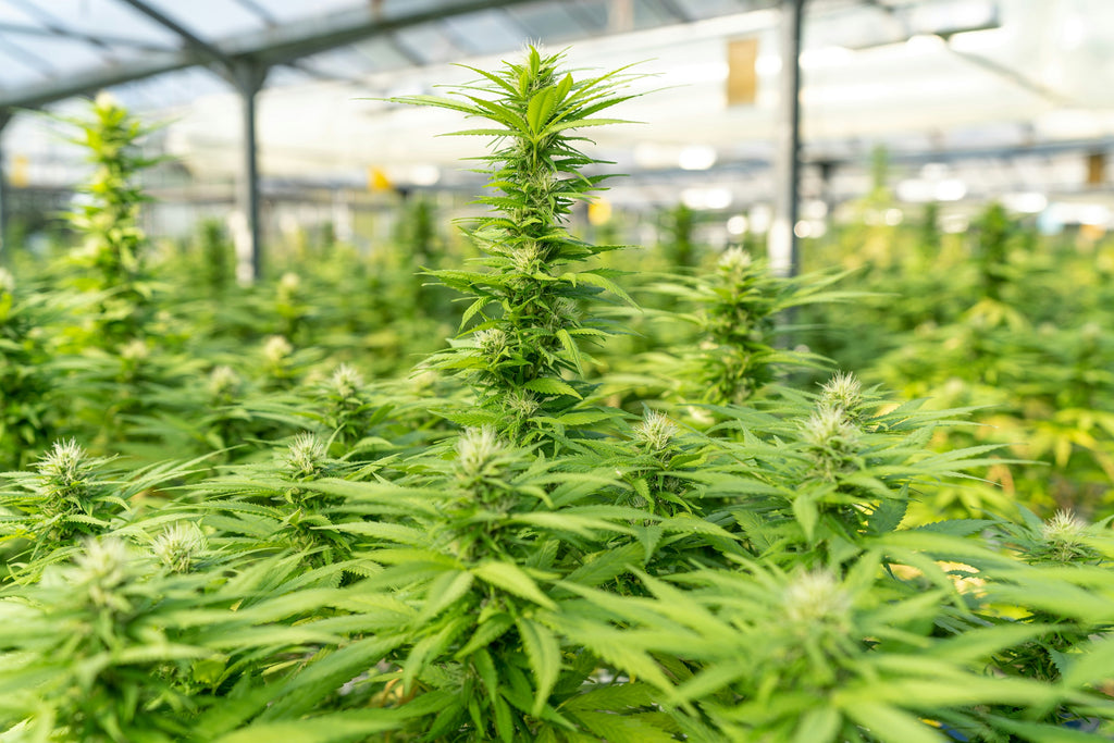 cannabis plants in a greenhouse