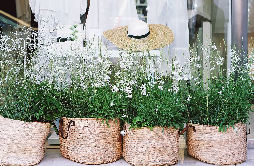 plantes vertes de printemps dans des pots