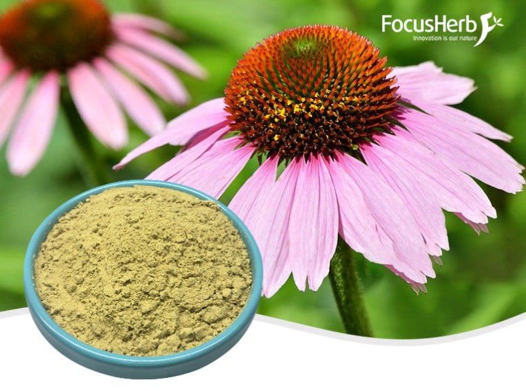 Echinacea Polyphenols