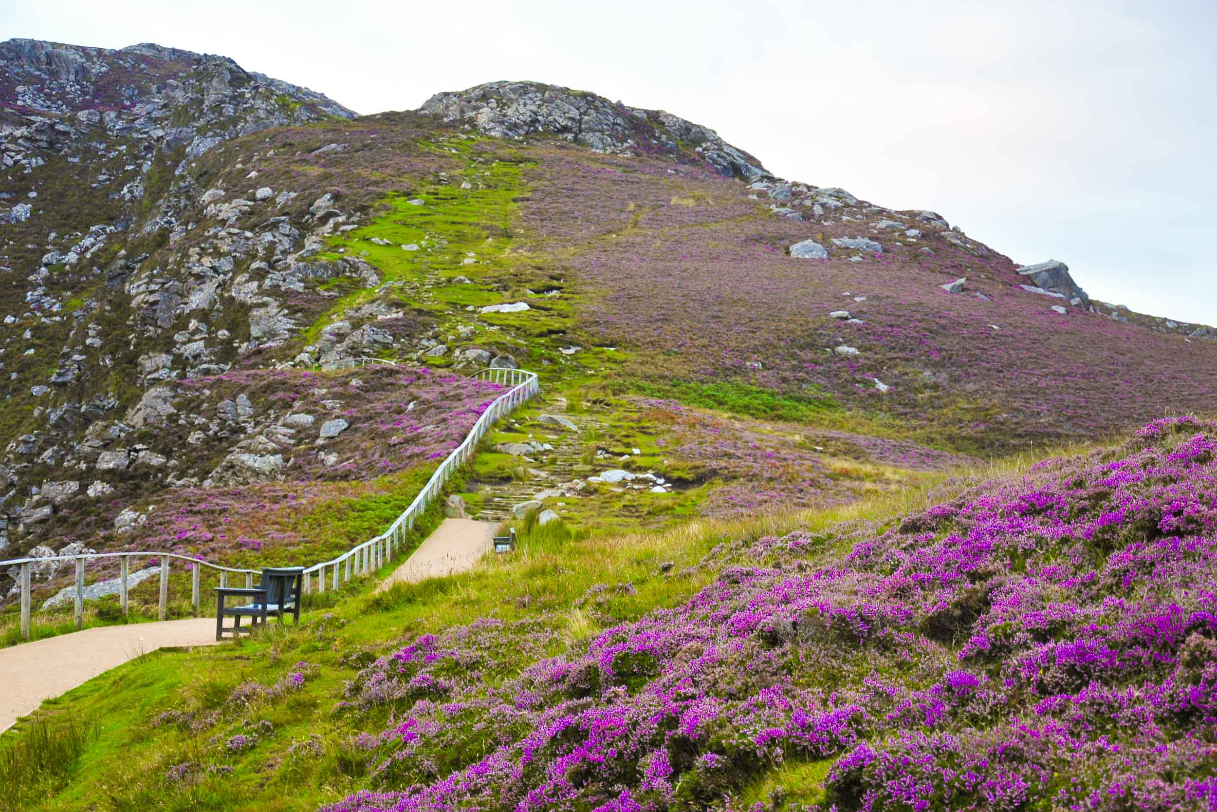 A Green Path Through Purple Hills Alan Hennigan Photography