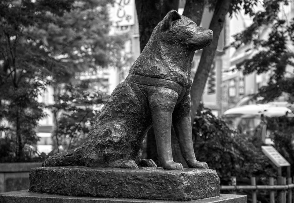  ฮาจิโกะ สุนัขผู้ซื่อสัตย์ hachiko shibuya