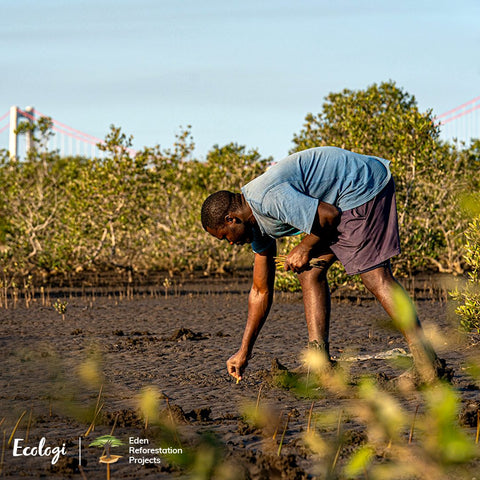 ecologi reforestation